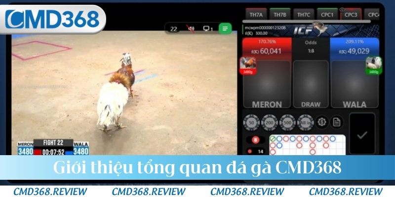 Giới thiệu tổng quan đá gà CMD368
