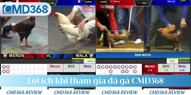 Lợi ích khi tham gia đá gà CMD368